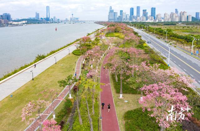 橫琴花海長廊延綿十余里，被各類花卉裝點成粉色浪漫海洋。 圖源：南方日報