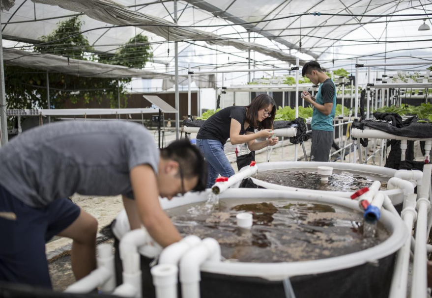 近年來大灣區不斷強化農產品穩產保供，推進現代農業轉型升級，在廣州、珠海、江門等市培育建設一批粵港澳大灣區“菜籃子”生產基地（信譽農場）。其中，江門立足農業大市，資源稟賦，在培育供港澳廣深的優質農產品供應基地的同時，奮力打造江港澳農業合作雙創孵化基地。圖為三個香港青年在江門現代農業綜合示范基地研究魚菜共生項目。