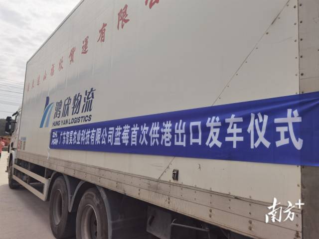 里水智昊藍(lán)莓將首次實(shí)現(xiàn)藍(lán)莓出口到香港。李慧君 攝
