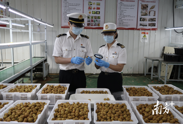 佛山海關關員對出口龍眼進行監管。
