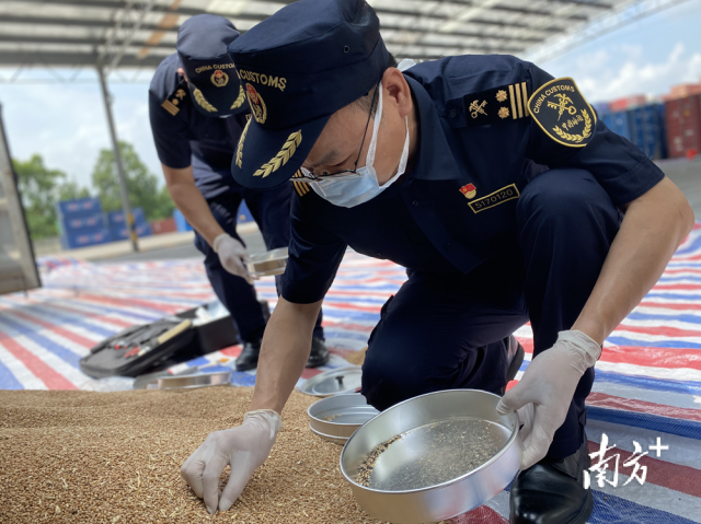 佛山海關關員對進口糧食進行現場監管。