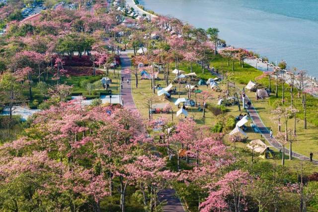 ▲橫琴花海長廊浪漫盛開的異木棉（視覺中國/圖）