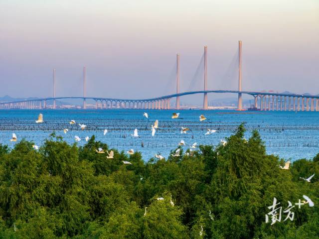 黃茅海跨海通道