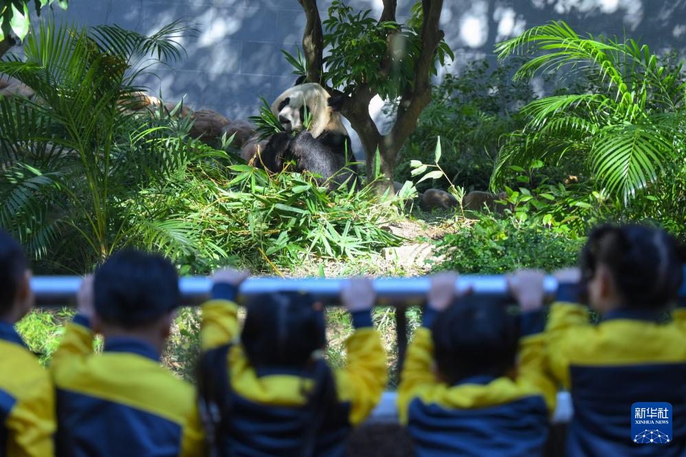 11月29日，澳門(mén)幼兒園學(xué)生在澳門(mén)石排灣郊野公園大熊貓館觀看大熊貓。