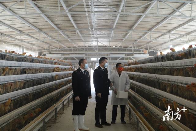 江門海關關員到供澳冰鮮禽養殖企業調研。