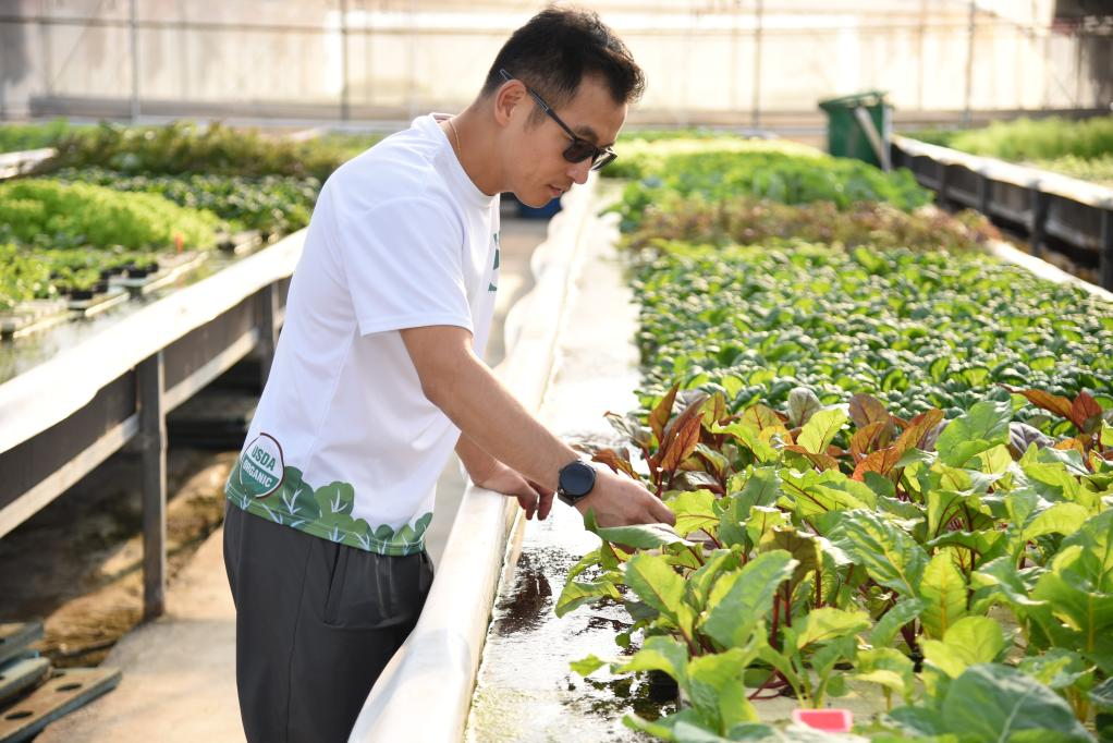  11月28日，孫振鴻在農場內查看蔬菜的生長情況。新華社記者 洪澤華 攝