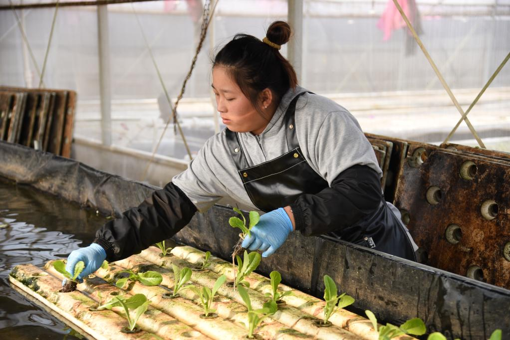  11月28日，在孫振鴻的農場里，一名工人正在種植有機蔬菜。新華社記者 洪澤華 攝