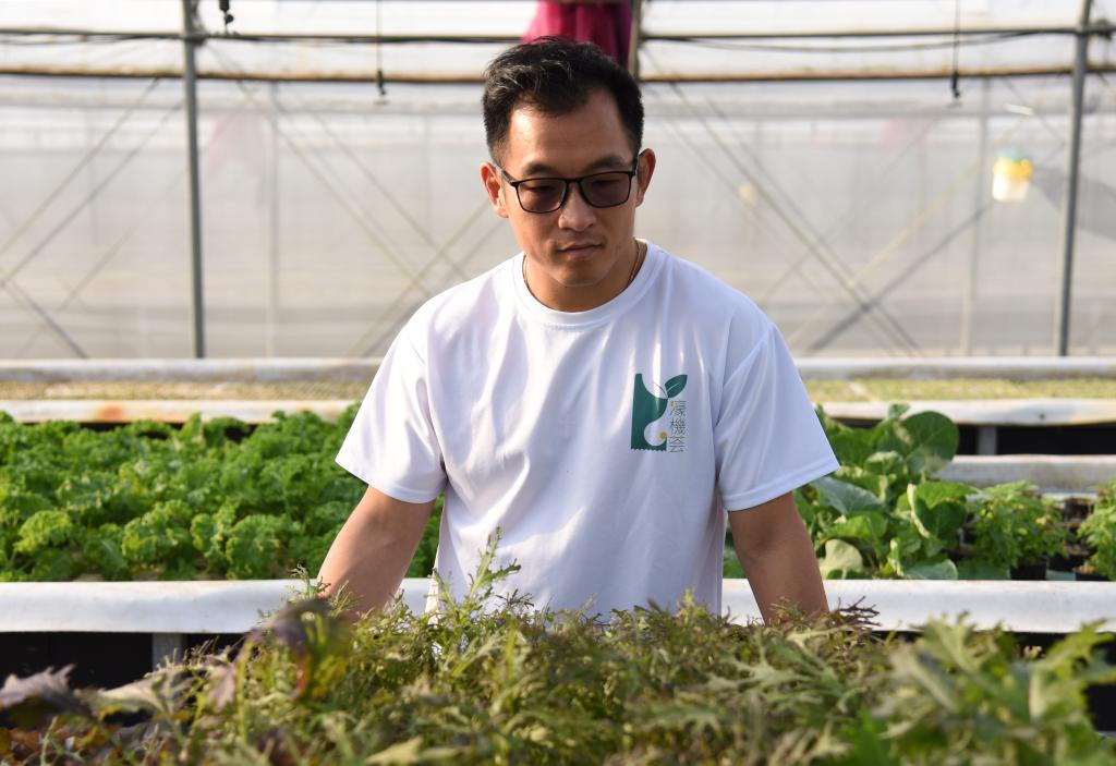  11月28日，孫振鴻在農場內查看蔬菜的生長情況。新華社記者 洪澤華 攝