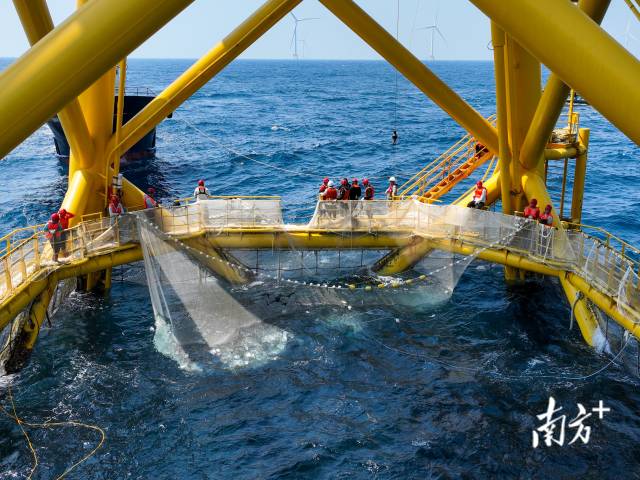 2023年，廣東海水魚類苗種產(chǎn)量67.71億尾、占全國超50%，累計培育國審水產(chǎn)新品種43個。其中，海水新品種18個，數(shù)量全國領(lǐng)先。