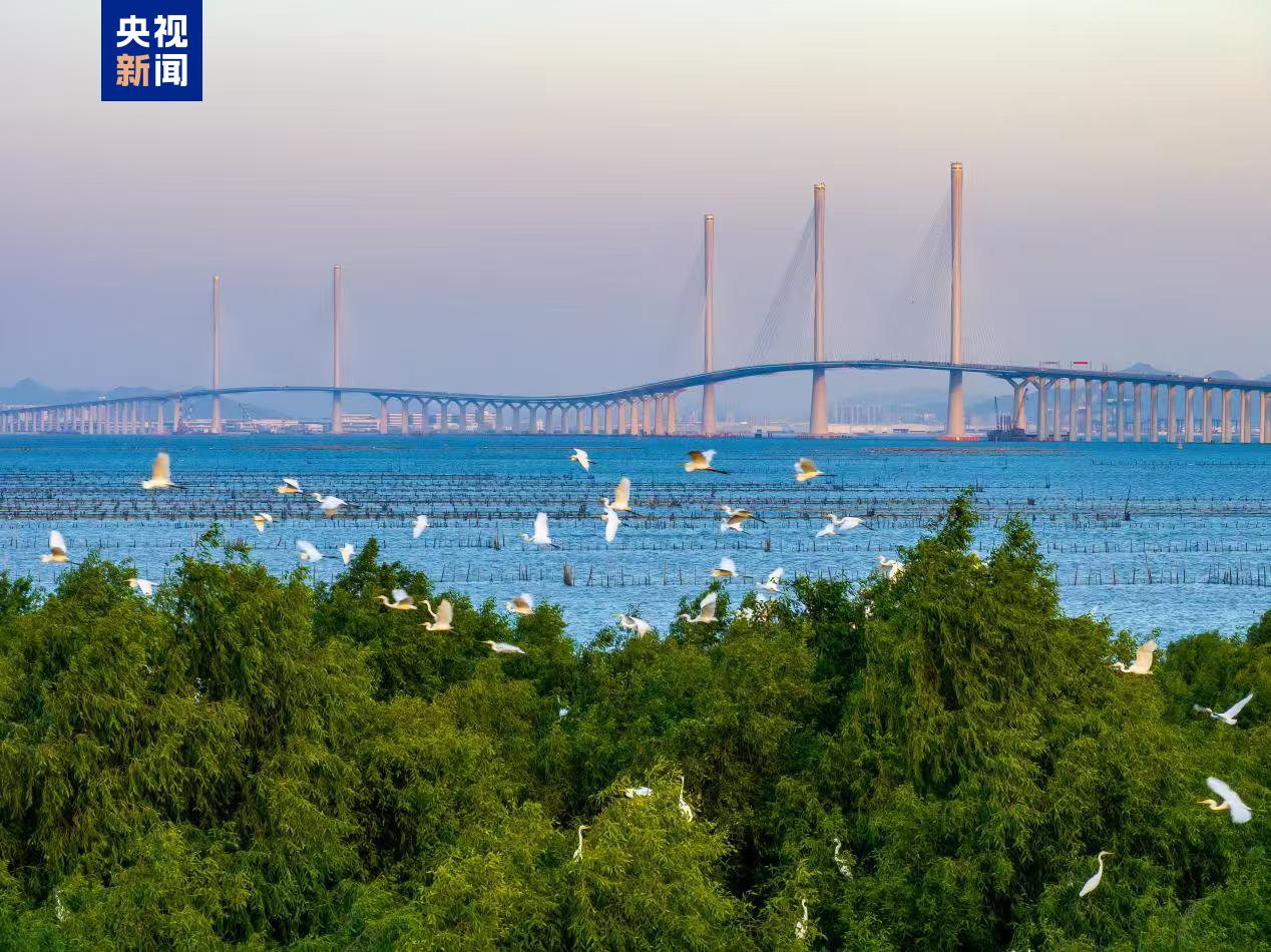 黃茅海跨海通道 黃茅海跨海通道