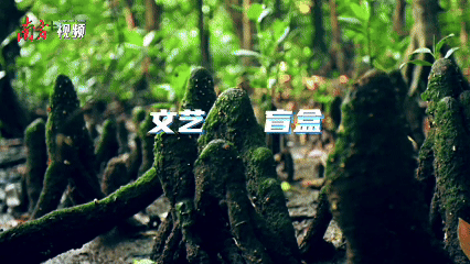 外伶仃島 外伶仃島