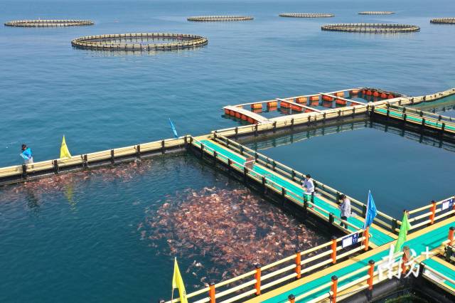 惠東縣圣告島下,現代化的“海洋牧場”成為現代漁業轉型及開發海洋經濟的探路者。南方+ 王昌輝 拍攝 惠東縣圣告島下,現代化的“海洋牧場”成為現代漁業轉型及開發海洋經濟的探路者。南方+ 王昌輝 拍攝