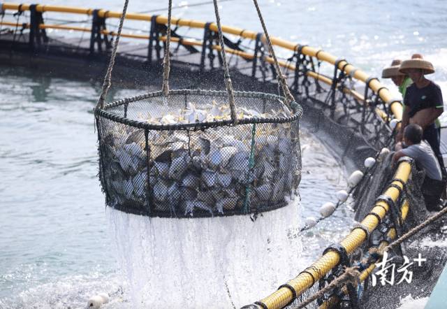 海洋牧場捕撈現場 海洋牧場捕撈現場