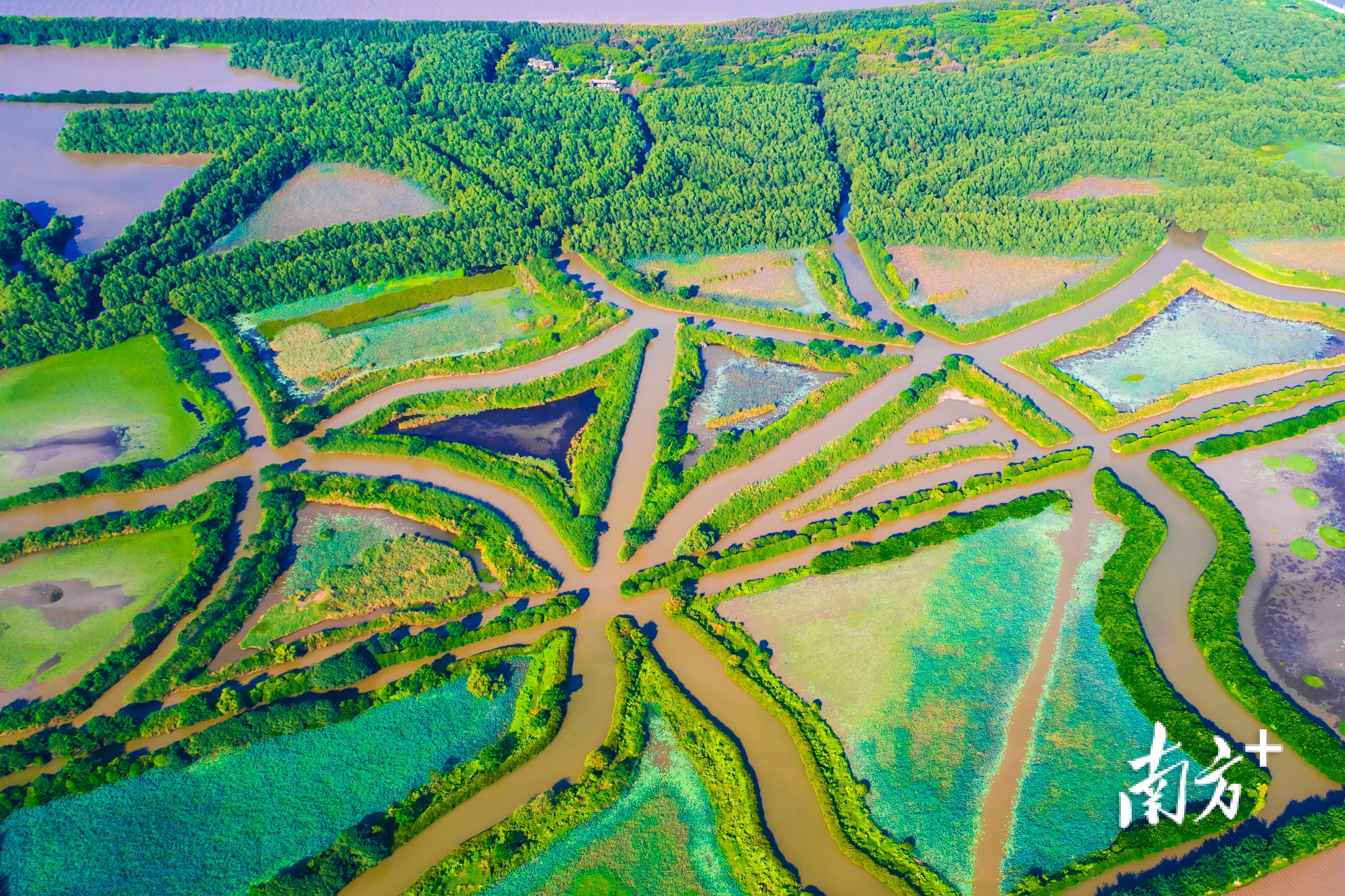  廣州南沙濕地。省林業局供圖