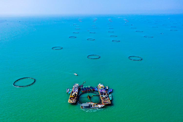 “圈養海鮮”