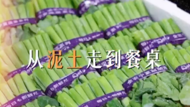 聚焦大灣區丨一根絲瓜的供港之旅