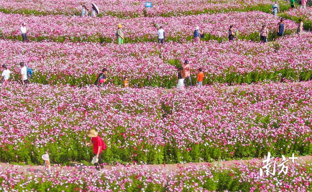 板芙鎮里溪村的花海