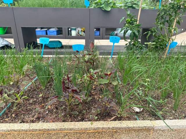 圖:養老機構為老人準備的菜園，攝/李金萍