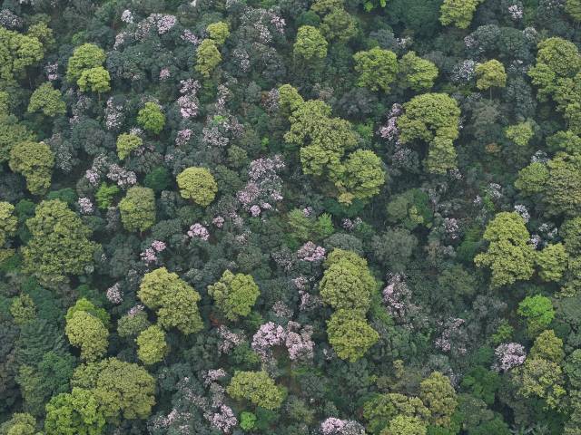 建設(shè)梧桐山-紅花嶺深港生態(tài)廊道