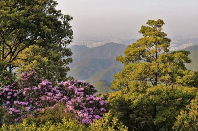 建設梧桐山-紅花嶺深港生態廊道