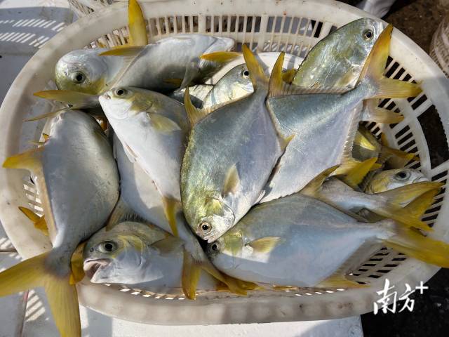 活蹦亂跳的金鯧魚從湛江海域打撈上岸。林露 攝