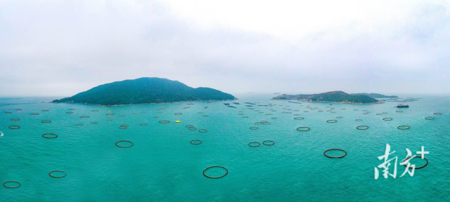 萬山國家級海洋牧場示范區(qū)。南方+記者 關(guān)銘榮 攝