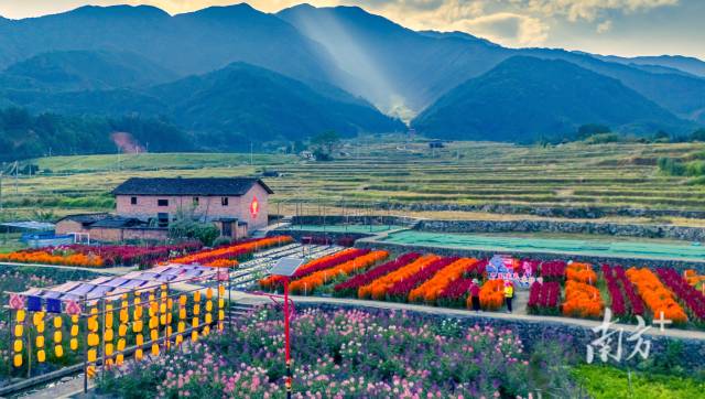 連山縣美麗鄉村永和鎮石坪村鮮花盛開。