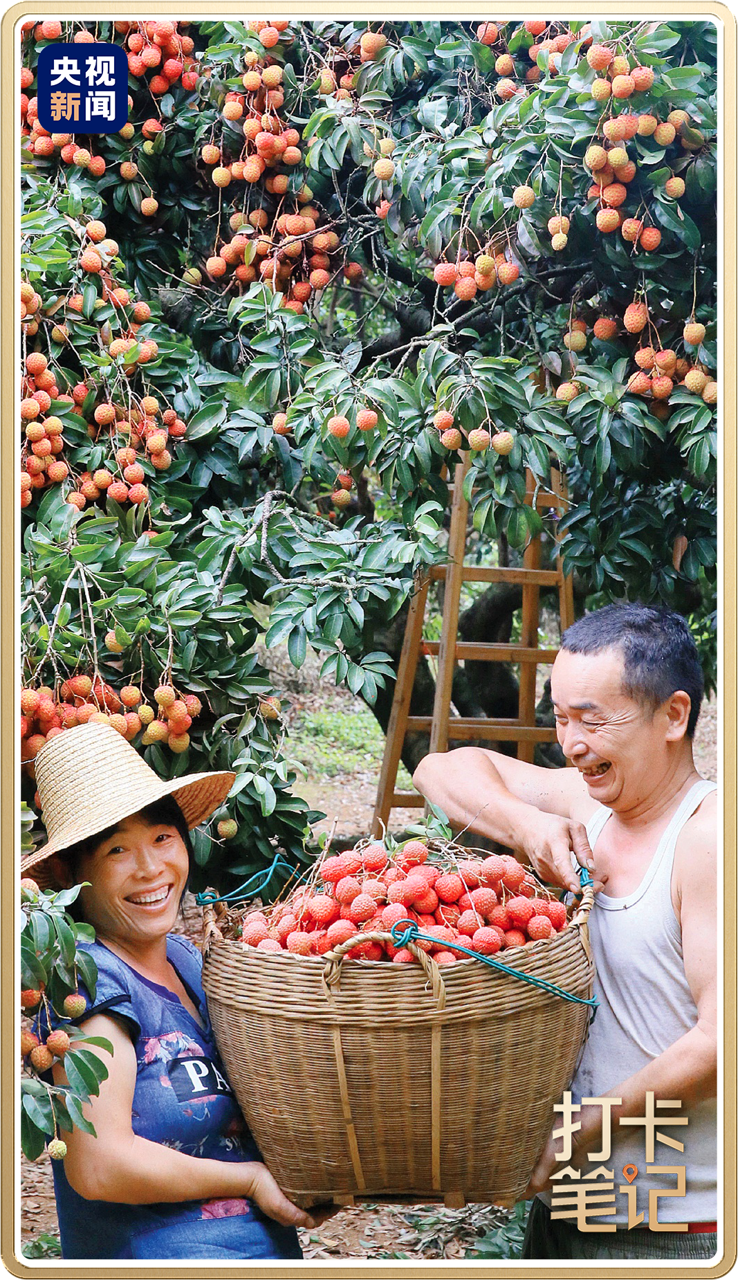 惠陽鎮(zhèn)隆的果農(nóng)在采收荔枝