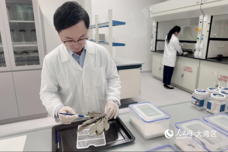 圖1.政府中藥檢測中心永久大樓內，科研人員正在工作。人民網 實習生張雨潔 攝