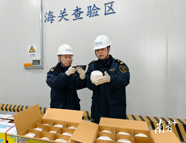 泰國椰青“鮮”達東莞。通訊員供圖 泰國椰青“鮮”達東莞。通訊員供圖