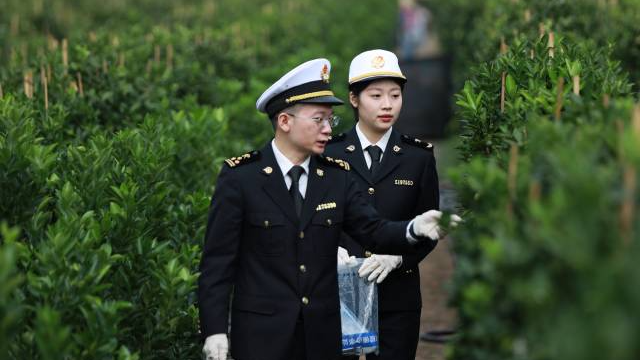 佛山海關(guān)駐順德辦事處關(guān)員對出口樹苗進(jìn)行查驗。
