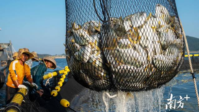 廣東茂名，工人們正在打撈重力式網箱中成熟的金鯧魚。這一批魚將發往香港市場。張令/攝