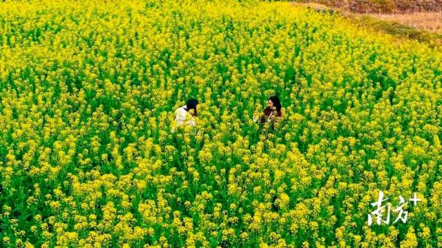 四會桔子景區的油菜花田。    四會發布 供圖