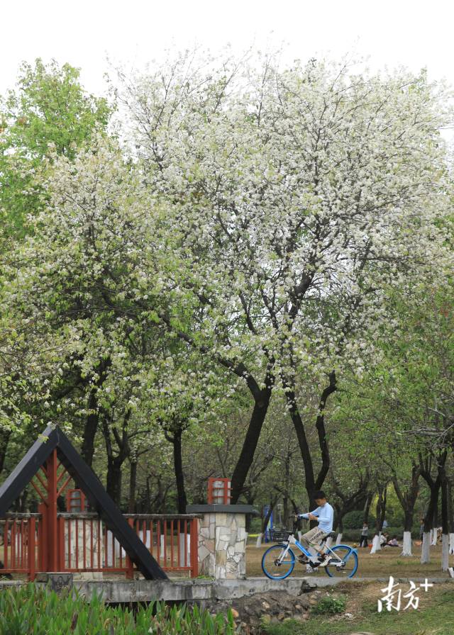 梨花鋪展如云似雪。  南方拍客 莫郁芬 供圖