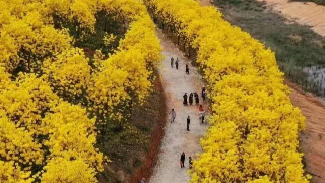 大灣區春日ColorWalk地圖，每一種顏色都出片