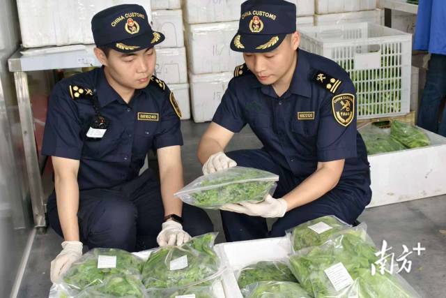 供港蔬菜對通關效率提出了更高的要求。劉嵐芬 楊雅軒 攝