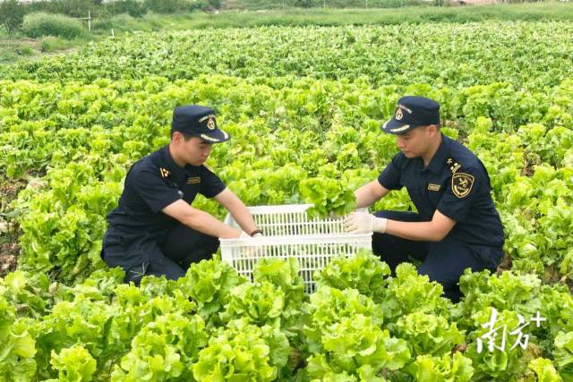海關關員在查驗蔬菜品質。劉嵐芬 楊雅軒 攝