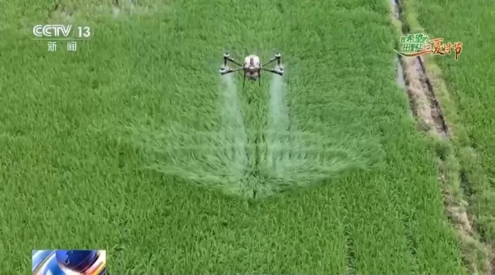 深圳河套園區大樓里種的水稻，一年收四次